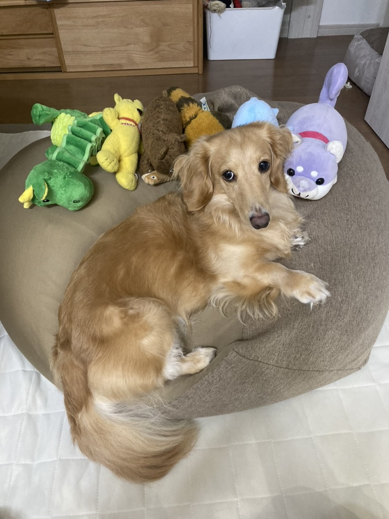 わんこ社長とスタッフたち