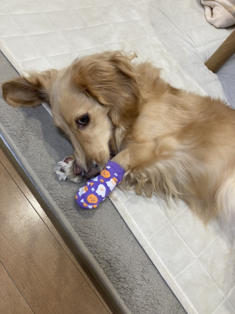 ハロウィンのわんこ社長